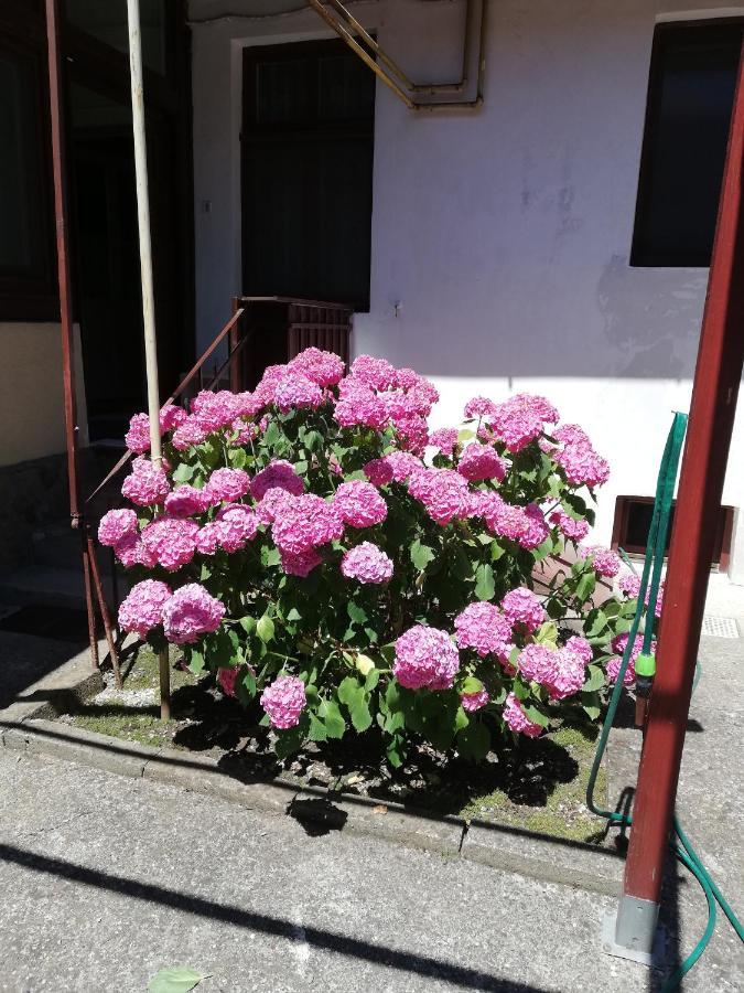 Apartament Roza Brasov Bagian luar foto